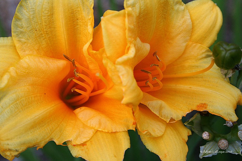 [Flowers[3].jpg]