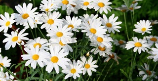 Daisys