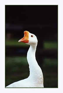 Goose Goose