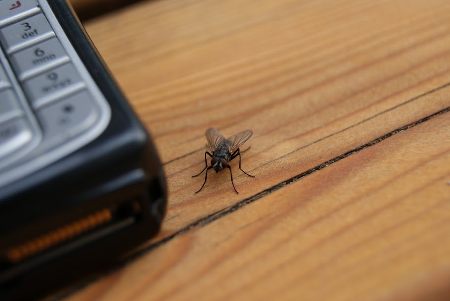 a fly