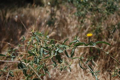 Nazareth Village - More Thorns