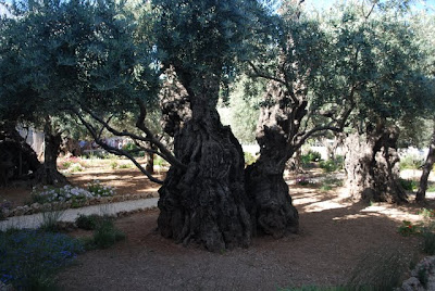 Massive Olive Trees