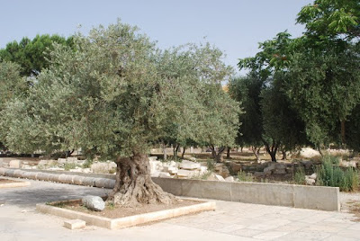 Olive Trees on the Temple Mount