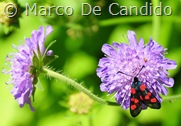 Fiore_farfalla