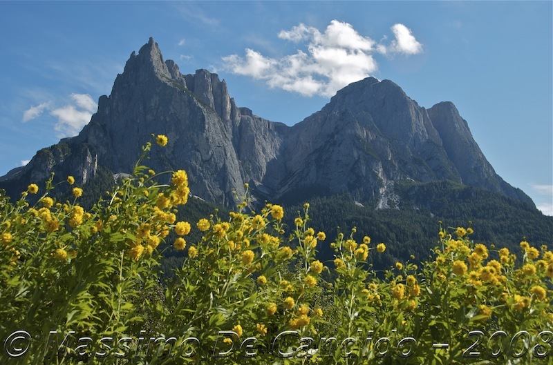 [Alpe_Siusi_fiori[3].jpg]