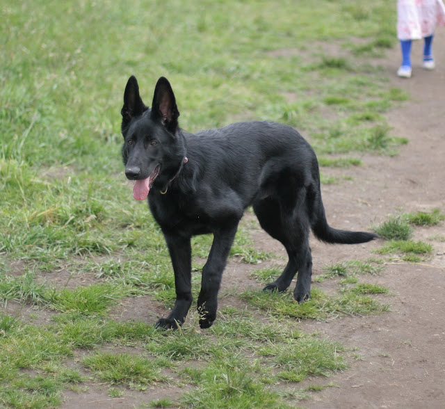 calmholme german shepherds