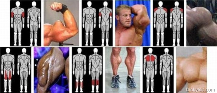 [Musculosquedanascowww.Biokytec.com9[1].jpg]