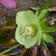 helleborus viridis
