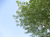 IMG_1604.JPG