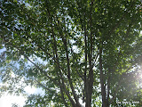 IMG_1639.JPG