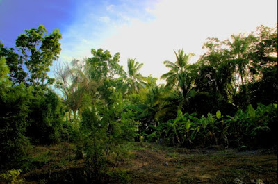 ป่าฝั่งตะวันตก