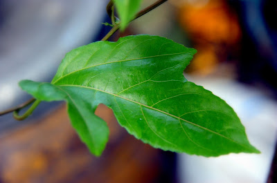 กำลังแปลงโฉม