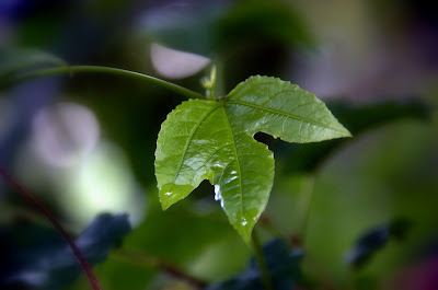 ยอดอ่อนรุ่นล่าสุด