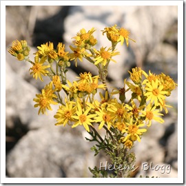 Blomma