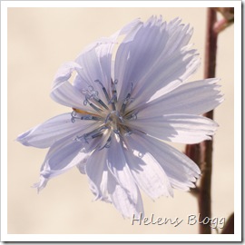 Blomma Blomma