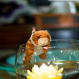 Baby Tiger August '08