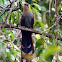 Squirrel Cuckoo (alma-de-gato)