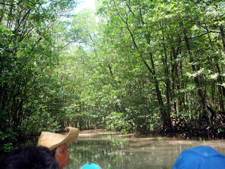 Day 2 - Tour at the Mangrove Park