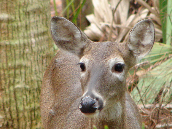 Spotting Image 1