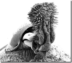 Spiky Beetle genital