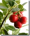 cranberry