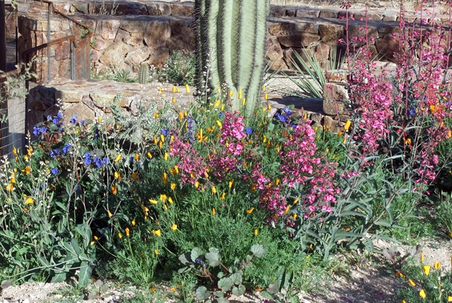 [spring garden wildflowers 3-15-2010 8-22-02 AM 3616x2712[2].jpg]