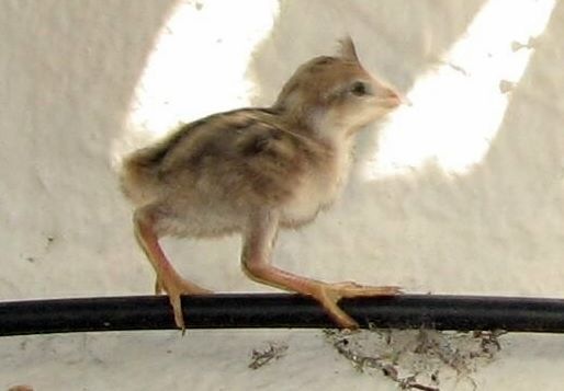 [Baby Quail 5-16-2008 9-58-26 AM 514x357[2].jpg]