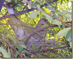 Mama Whitewing 5-26-2007 7-48-39 AM 2304x1728 Mama Whitewing 5-26-2007 7-48-39 AM 2304x1728