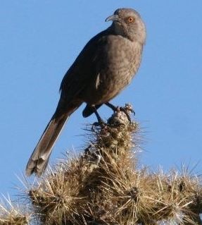 [Curve Billed Thrashers[2].jpg]