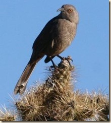 Curve Billed Thrashers