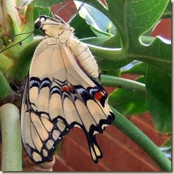 Swallowtail back cu 3-24-2011 1-03-19 PM 1008x992 Swallowtail back cu 3-24-2011 1-03-19 PM 1008x992