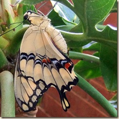 Swallowtail back cu 3-24-2011 1-03-19 PM 1008x992