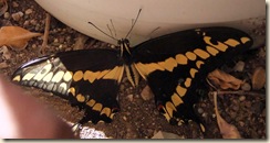 swallowtail back 3-24-2011 4-56-34 PM 1607x843 swallowtail back 3-24-2011 4-56-34 PM 1607x843