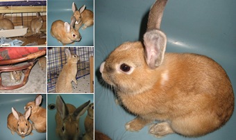 View Bunnehs