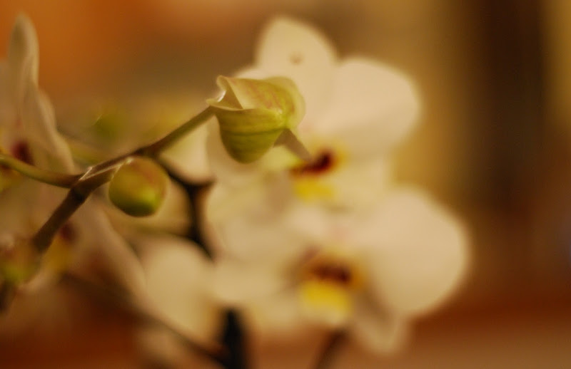 DSC_6873_2.JPG