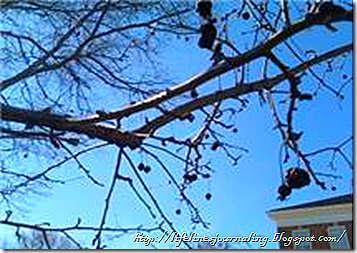 treebranch3 treebranch3