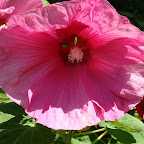 Picture 051 (Large).jpg