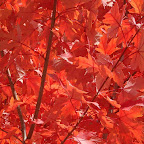 Fall Colors 5.jpg