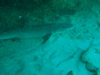  diving