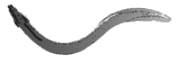 [eel[3].gif]