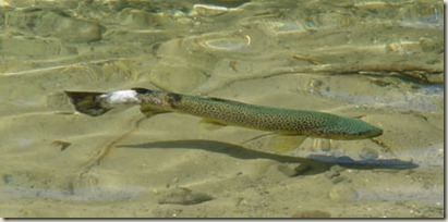  Bad handling when releasing can be fatal
