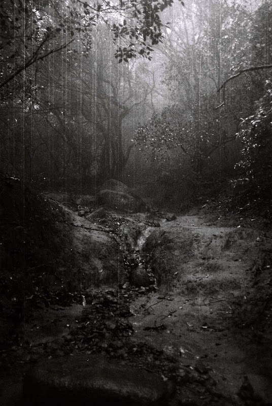 Ratangad Forest