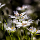 Greater Stitchwort