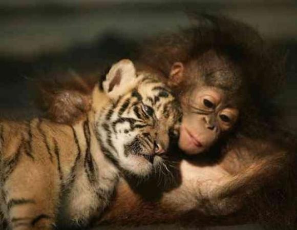 [Foto de Amor entre animais - Ternura e paixao sem igual (2)[2].jpg]