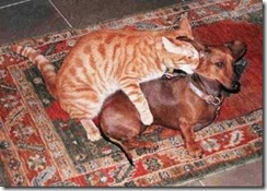 Foto de Amor e solidarie entre animais