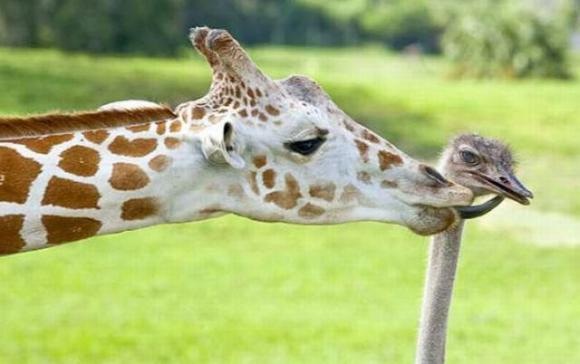 [Foto de Amor entre animais - Ternura e paixao sem igual[2].jpg]