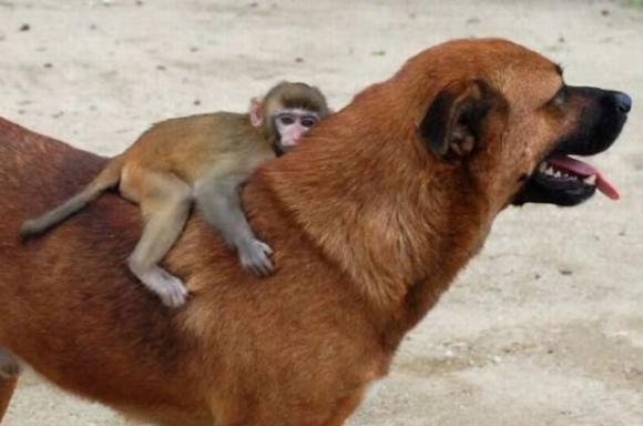 [Foto de Amor entre animais - Ternura e paixao sem igual (3)[2].jpg]