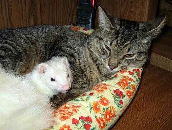 [Foto de Amor entre animais - Ternura e paixao sem igual (19)[2].jpg]