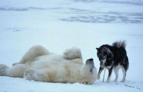 [Foto de Amor entre animais - Ternura e paixao sem igual (21)[2].jpg]