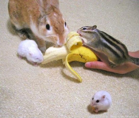 [Foto de Amor entre animais - Ternura e paixao sem igual (22)[2].jpg]